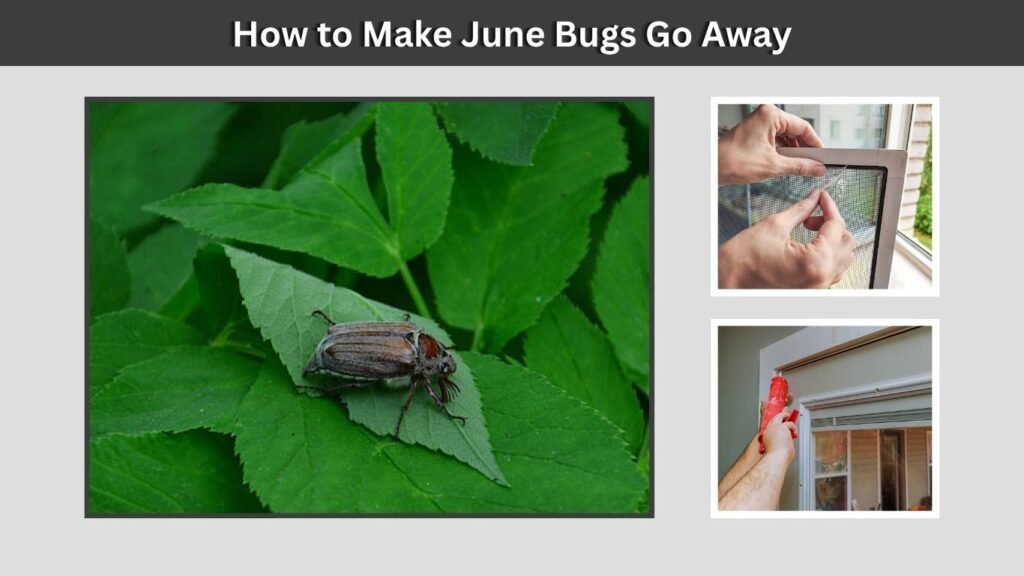 How to Make June Bugs Go Away