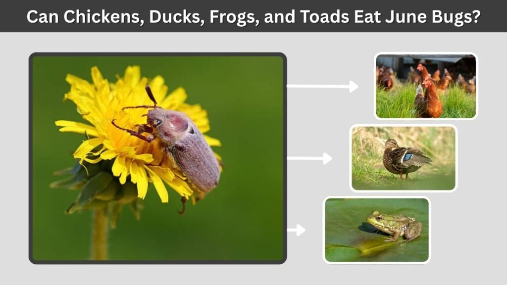 Can Chickens, Ducks, Frogs, and Toads Eat June Bugs?