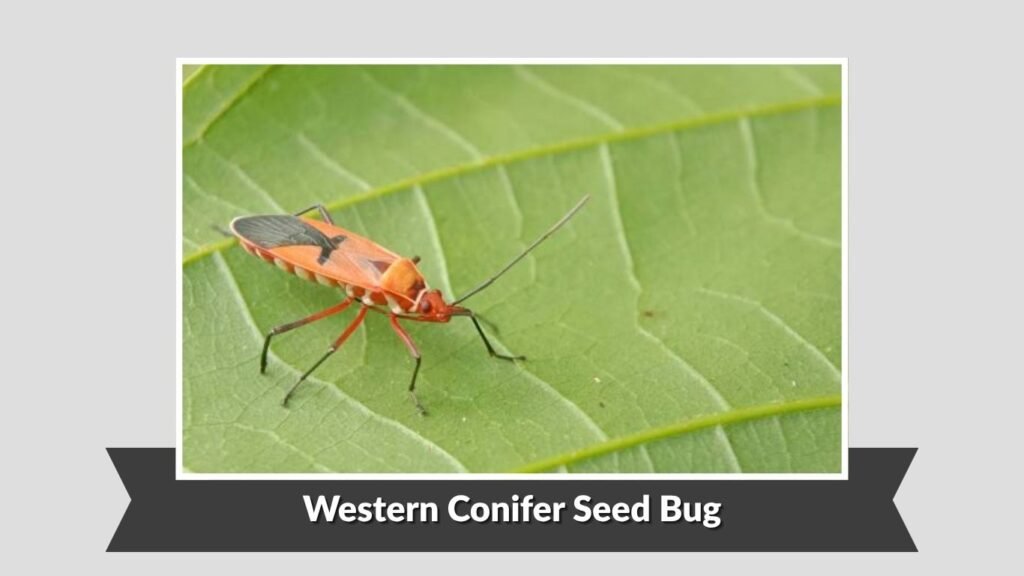 Western Conifer Seed Bug
