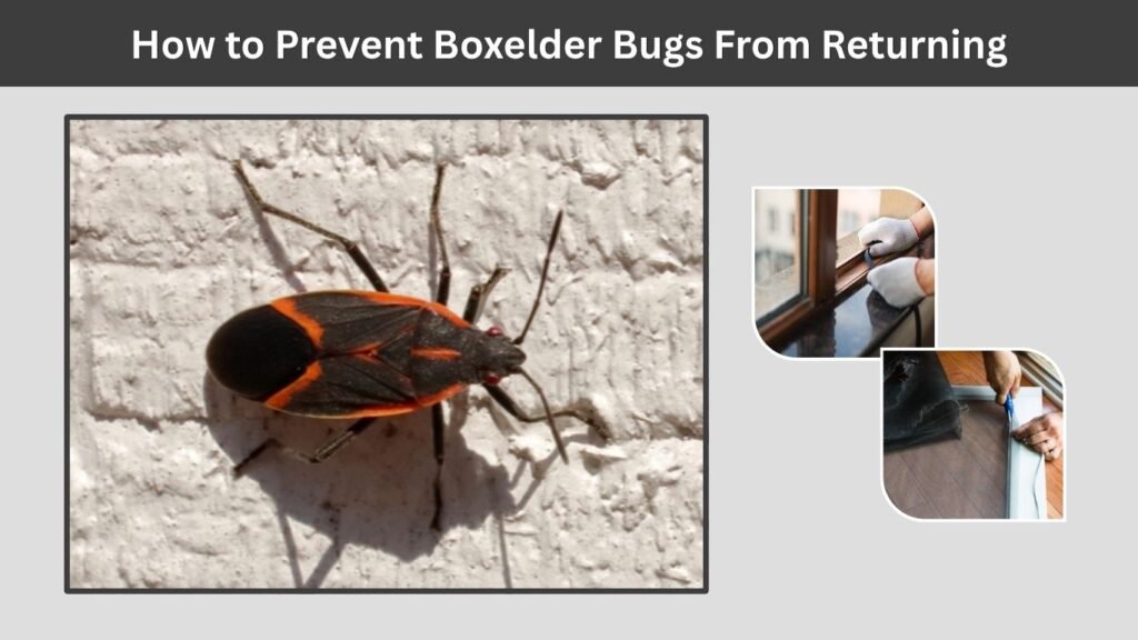 How to Prevent Boxelder Bugs From Returning