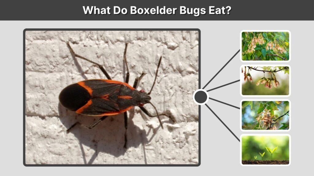 What Do Boxelder Bugs Eat?