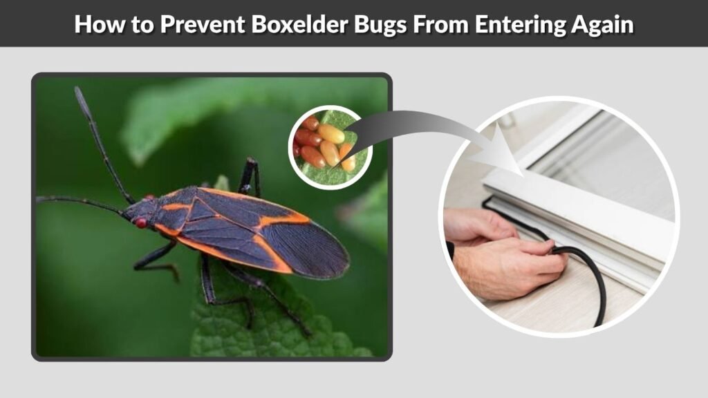How to Prevent Boxelder Bugs From Entering Again