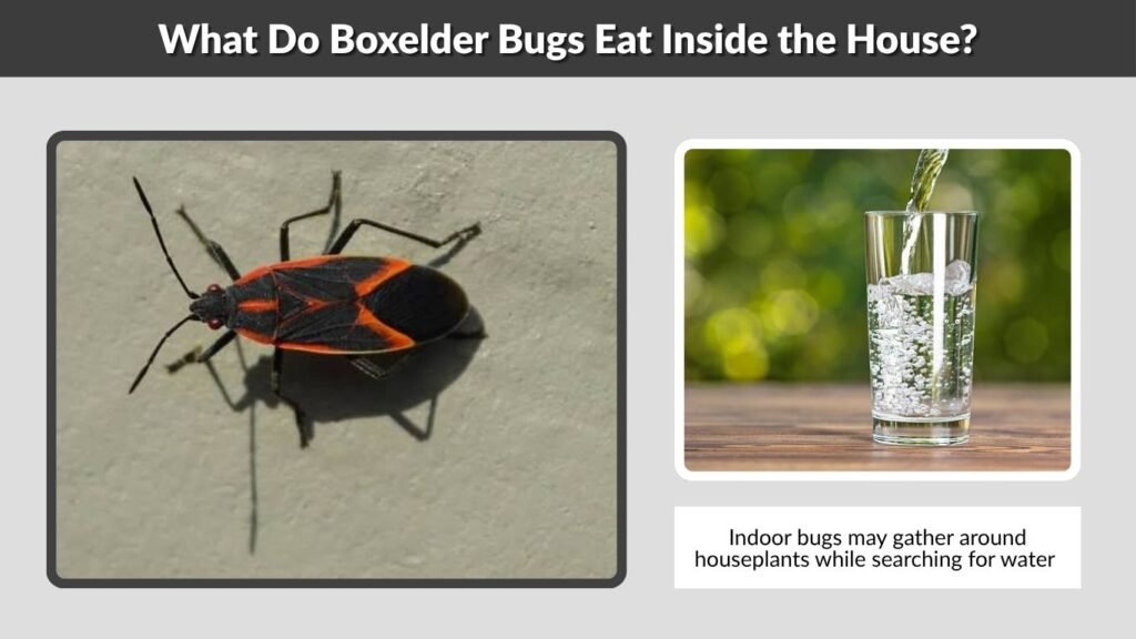 What Do Boxelder Bugs Eat Inside the House?