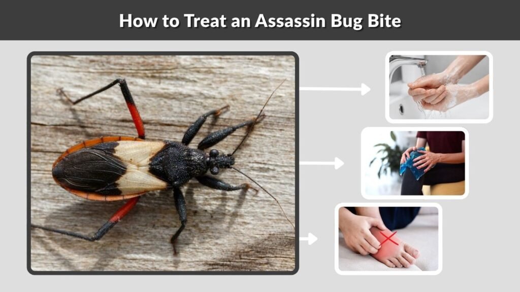 How to Treat an Assassin Bug Bite
