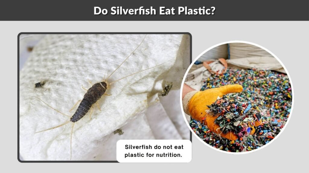 Do Silverfish Eat Plastic?