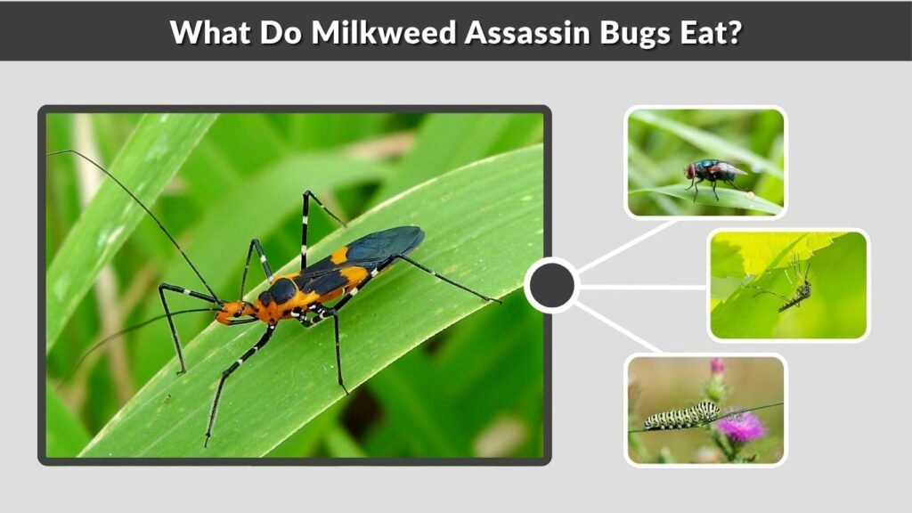 What Do Milkweed Assassin Bugs Eat?