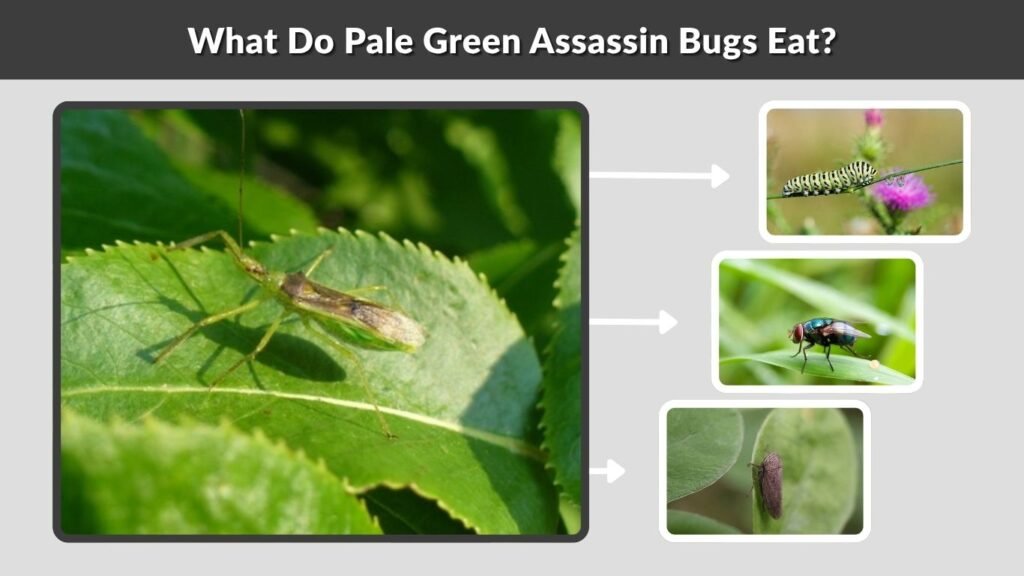 What Do Pale Green Assassin Bugs Eat?