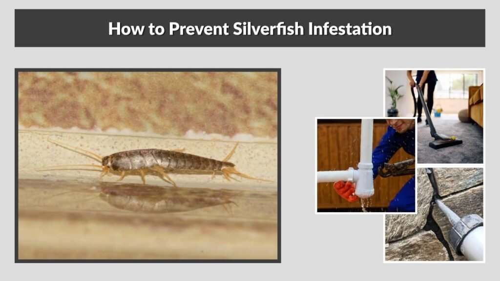How to Prevent Silverfish Infestation