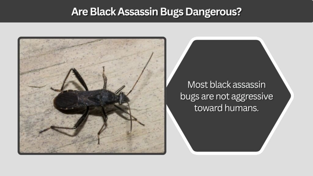 Are Black Assassin Bugs Dangerous?