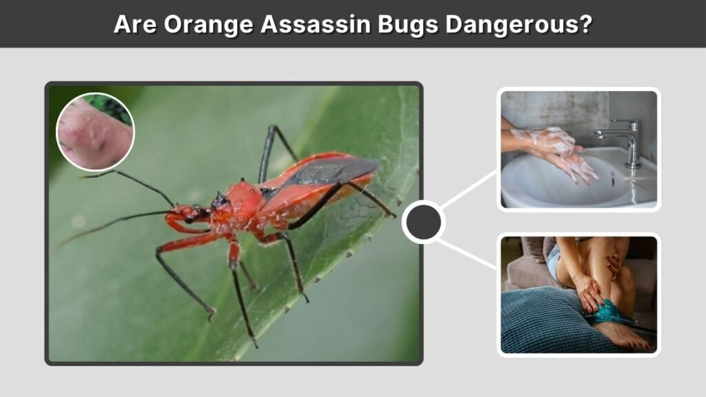 Are Orange Assassin Bugs Dangerous?