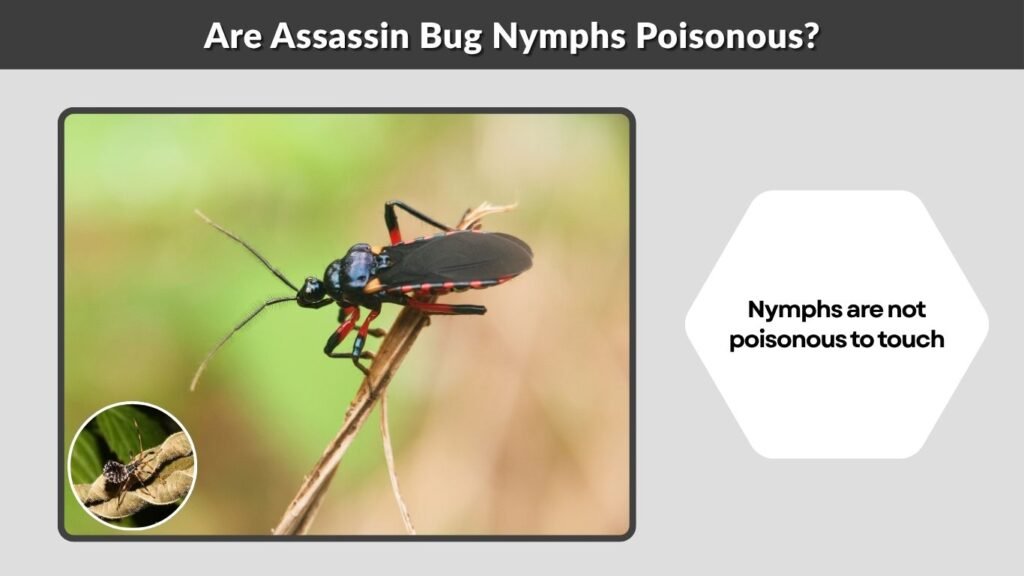 Are Assassin Bug Nymphs Poisonous?