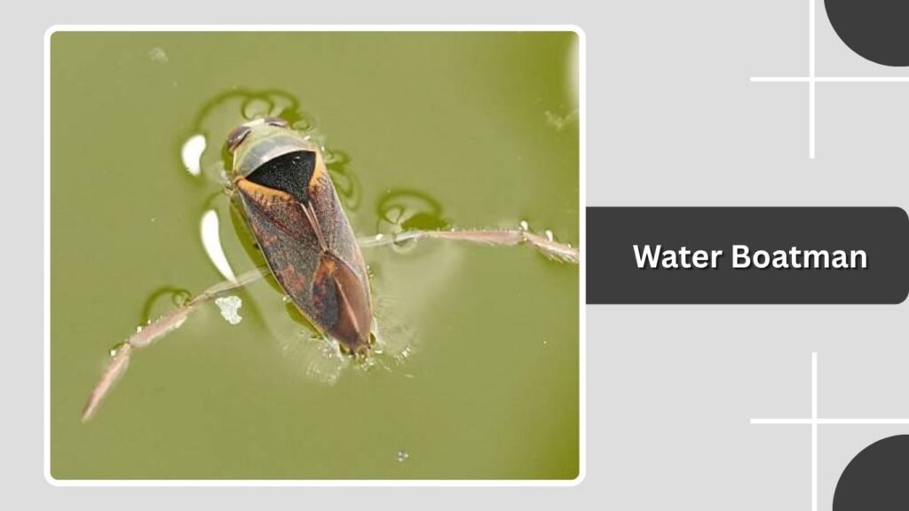 Water Boatman