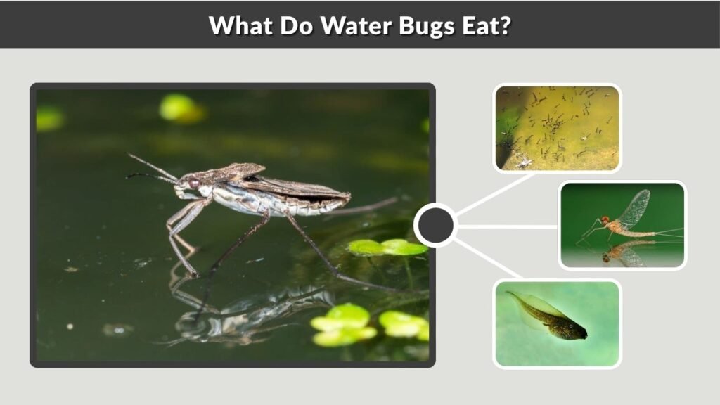 What Do Water Bugs Eat?