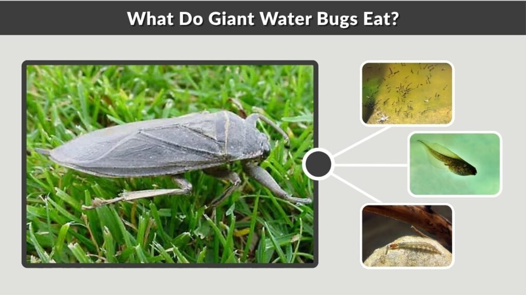 What Do Giant Water Bugs Eat?