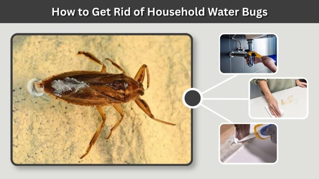 How to Get Rid of Household Water Bugs