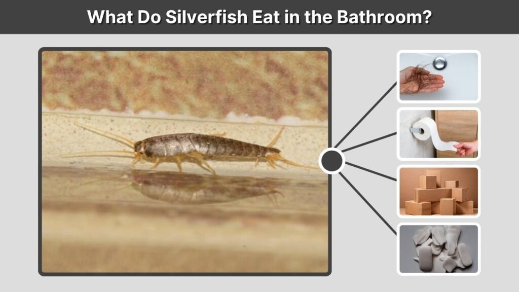 What Do Silverfish Eat in the Bathroom?
