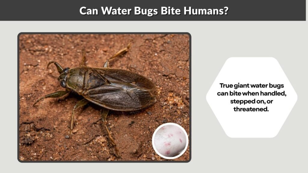 Can Water Bugs Bite Humans?