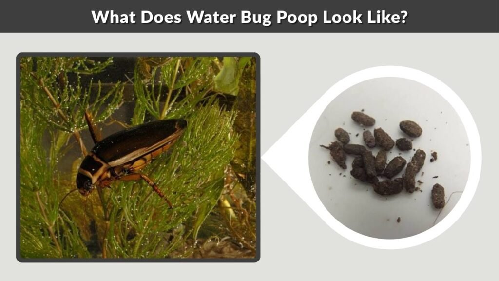 What Does Water Bug Poop Look Like?