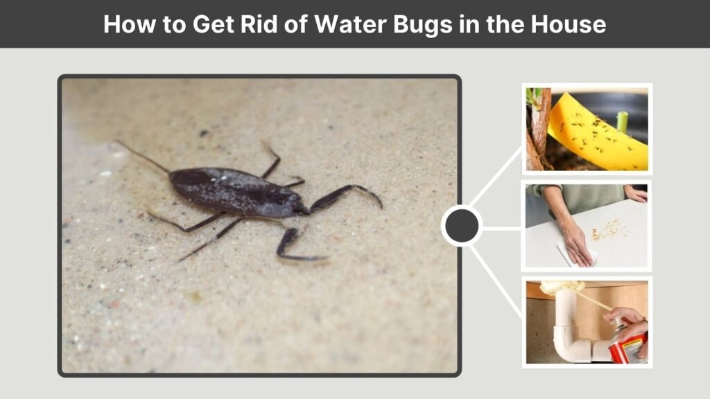 How to Get Rid of Water Bugs in the House