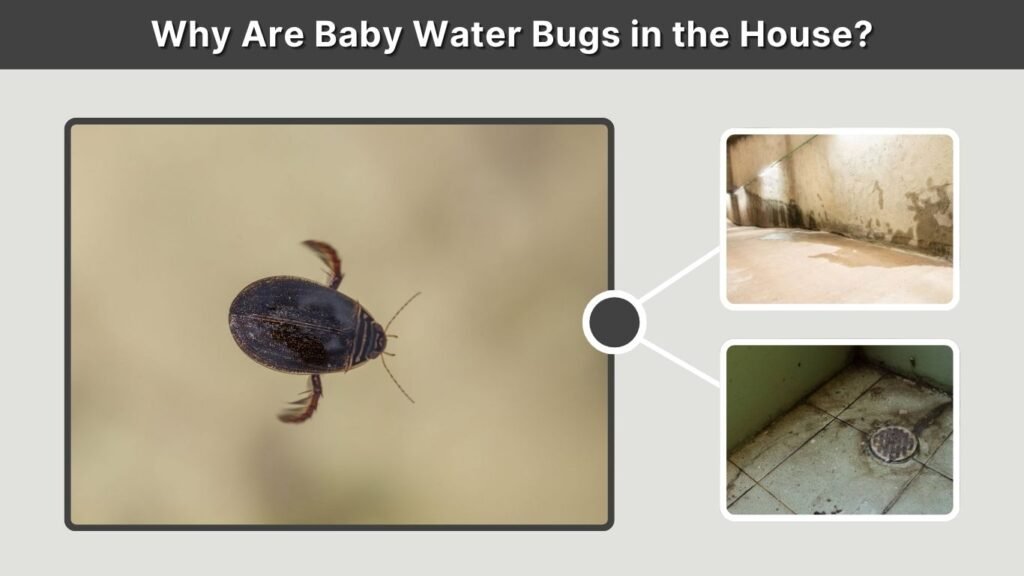Why Are Baby Water Bugs in the House?