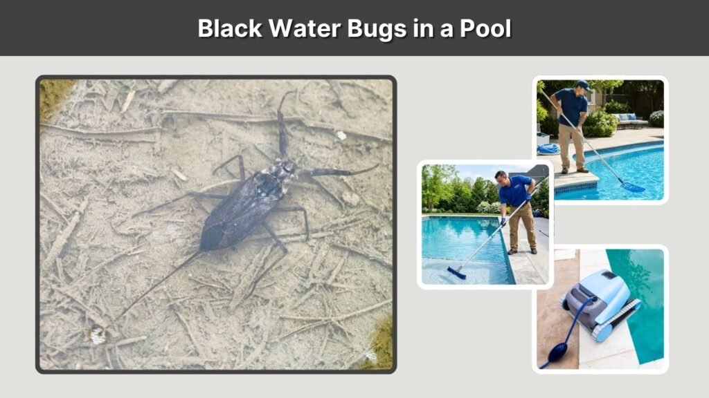 Black Water Bugs in a Pool