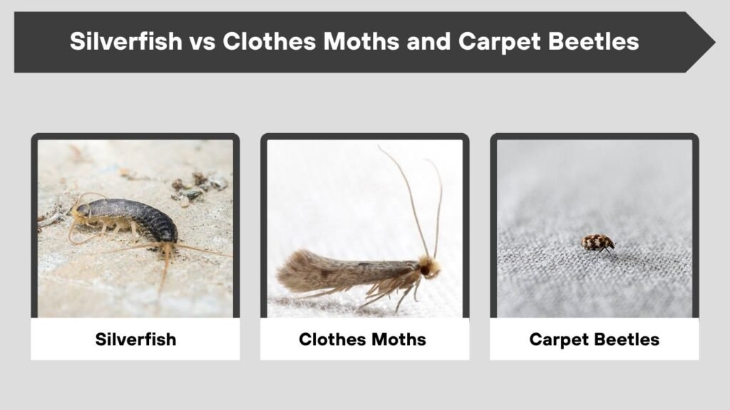 Silverfish vs Clothes Moths and Carpet Beetles