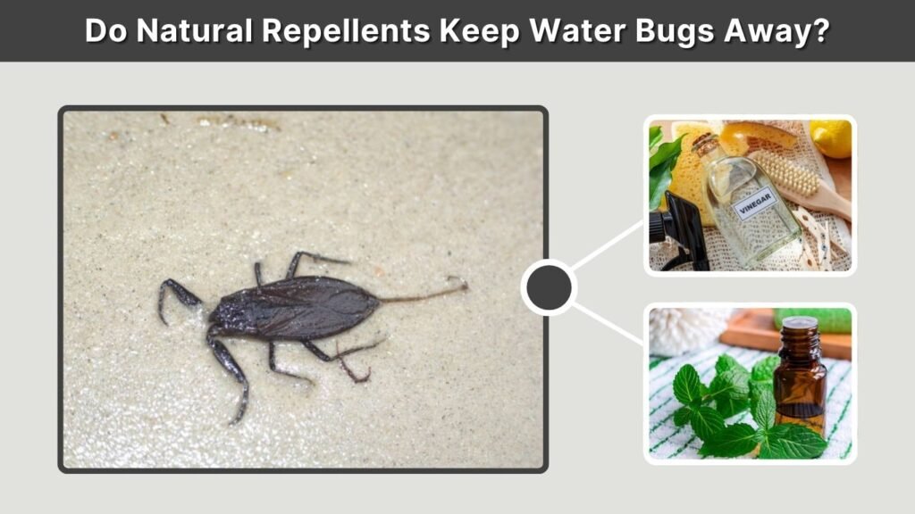 Do Natural Repellents Keep Water Bugs Away?
