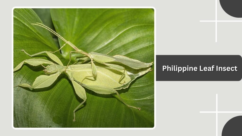 Philippine Leaf Insect