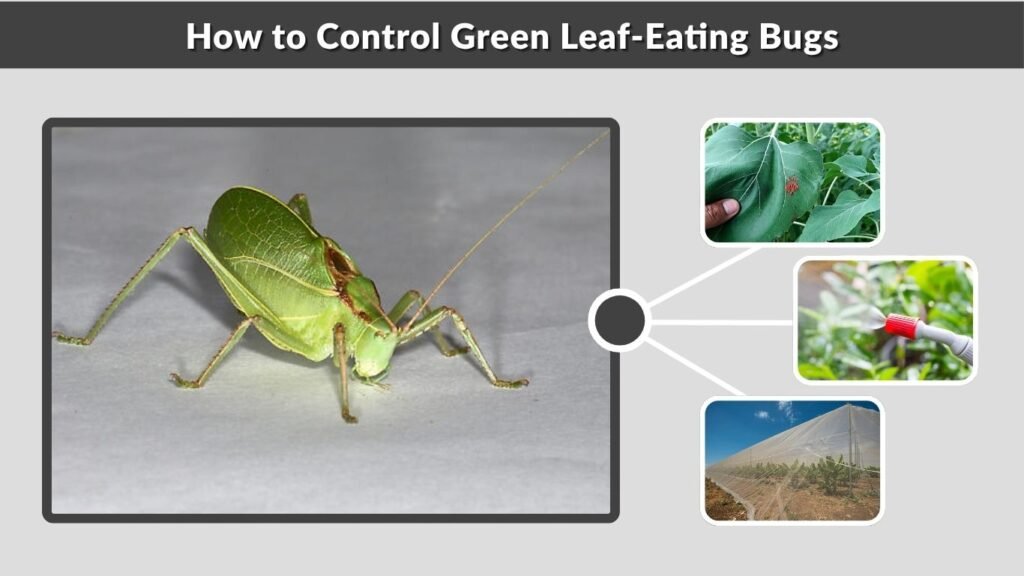 How to Control Green Leaf-Eating Bugs