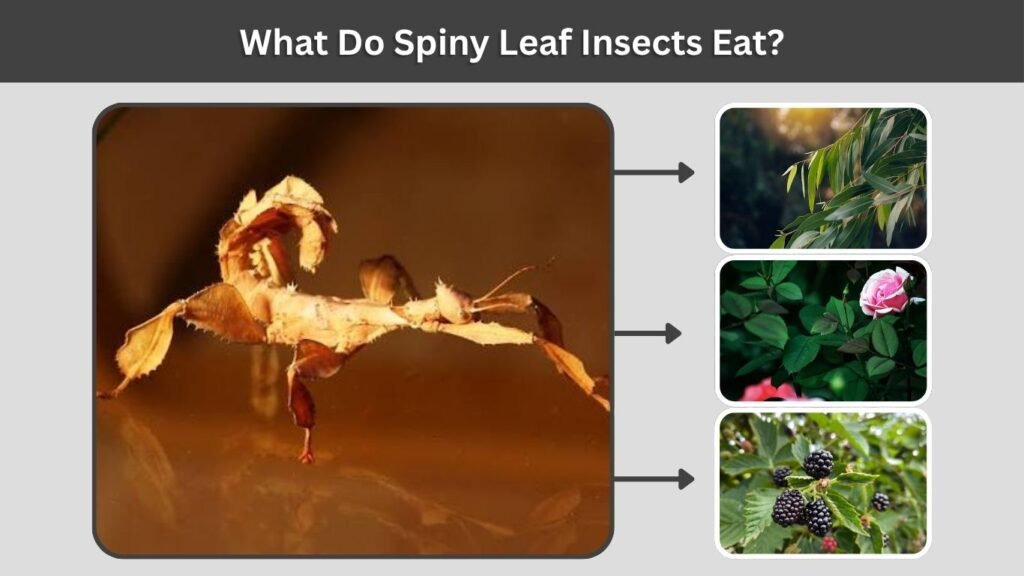 What Do Spiny Leaf Insects Eat?
