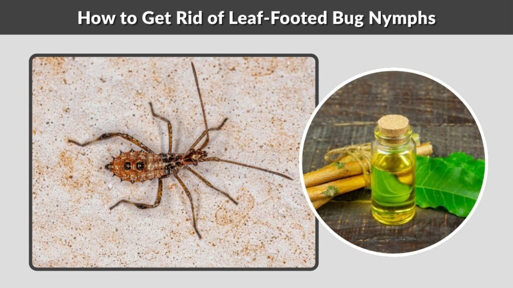 How to Get Rid of Leaf-Footed Bug Nymphs