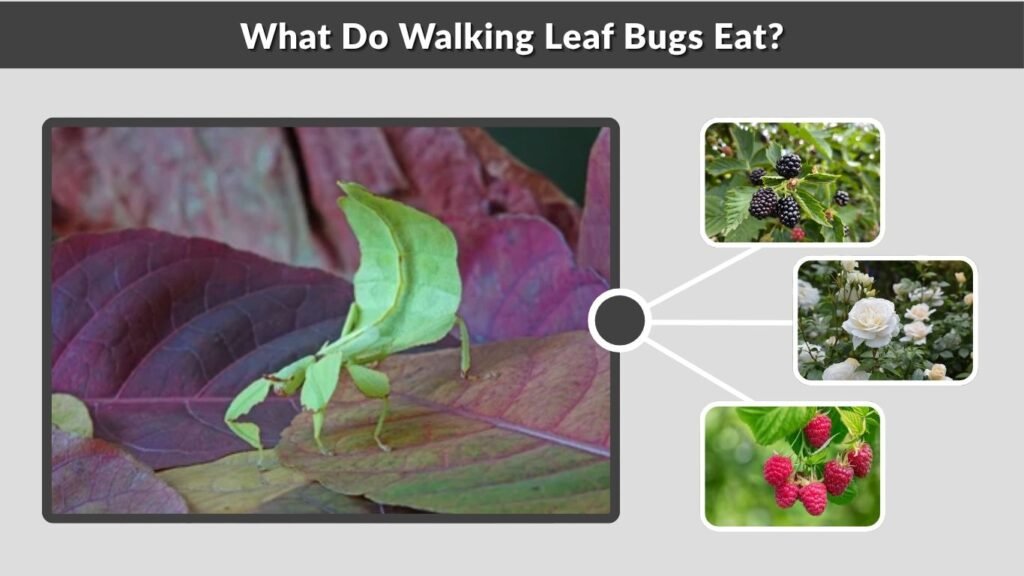 What Do Walking Leaf Bugs Eat?