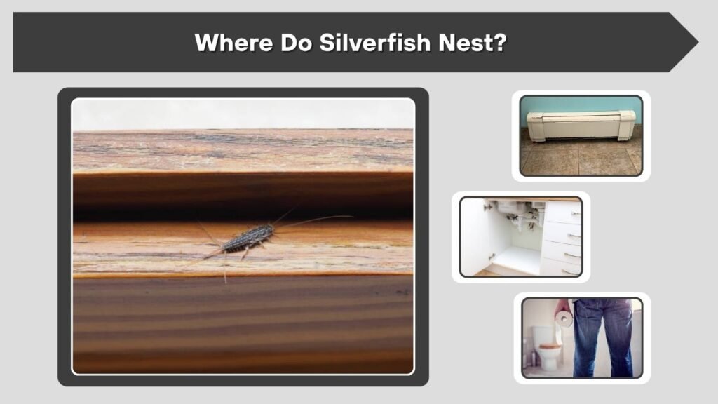 Where Do Silverfish Nest?