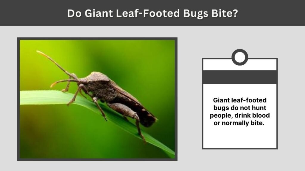 Do Giant Leaf-Footed Bugs Bite?