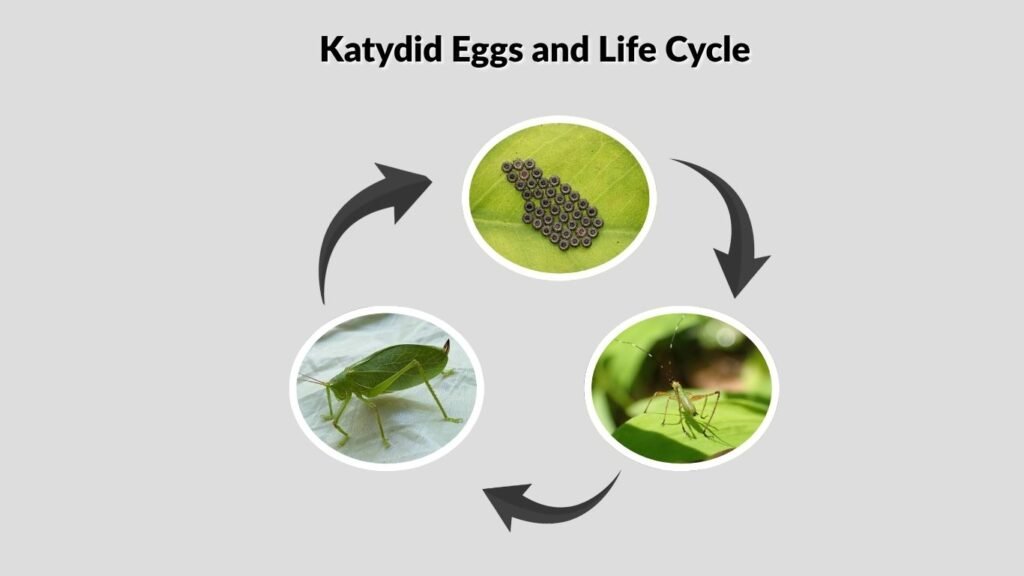 Katydid Eggs and Life Cycle
