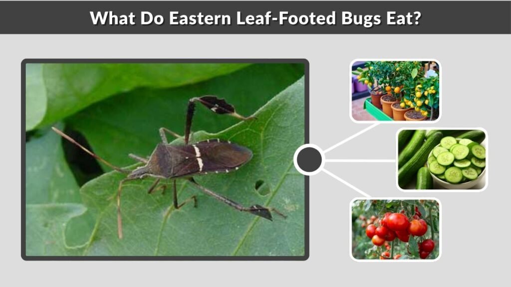 What Do Eastern Leaf-Footed Bugs Eat?