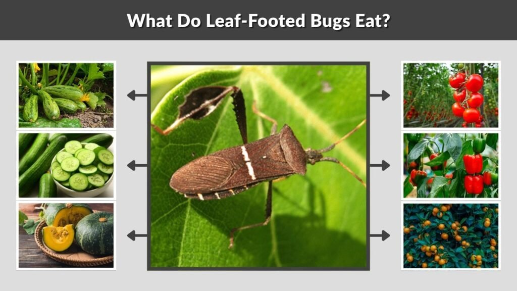 What Do Leaf-Footed Bugs Eat?