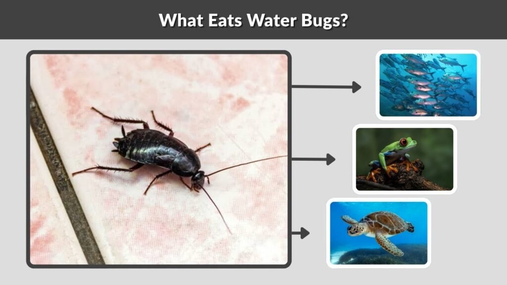What Eats Water Bugs?