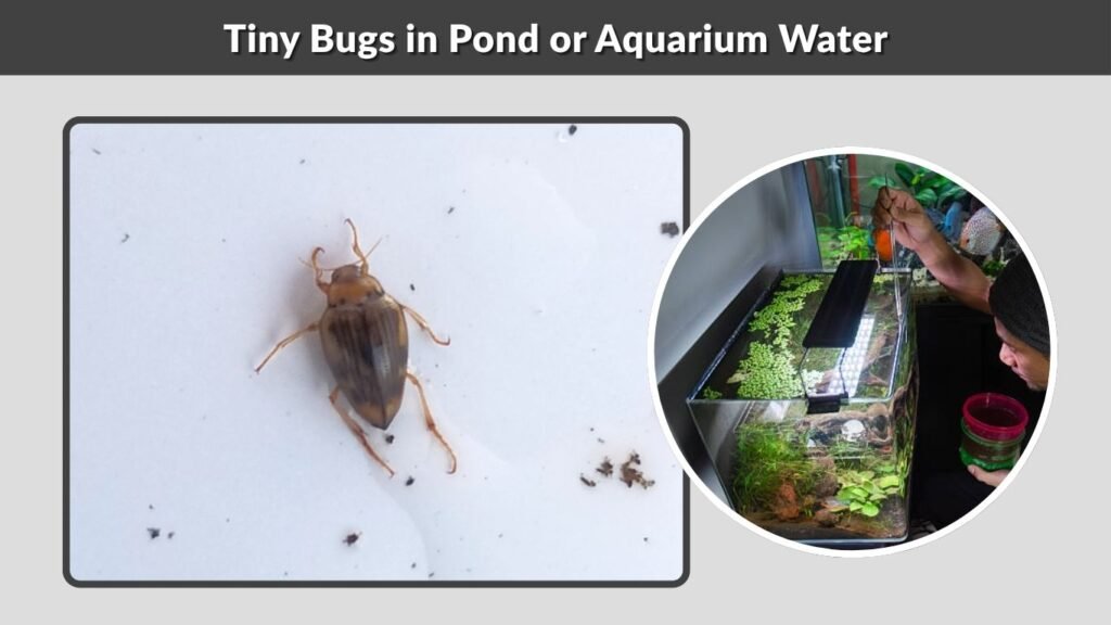 Tiny Bugs in Pond or Aquarium Water