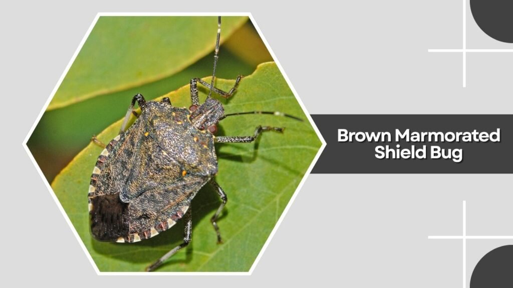 Brown Marmorated Shield Bug