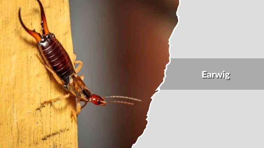 Earwig