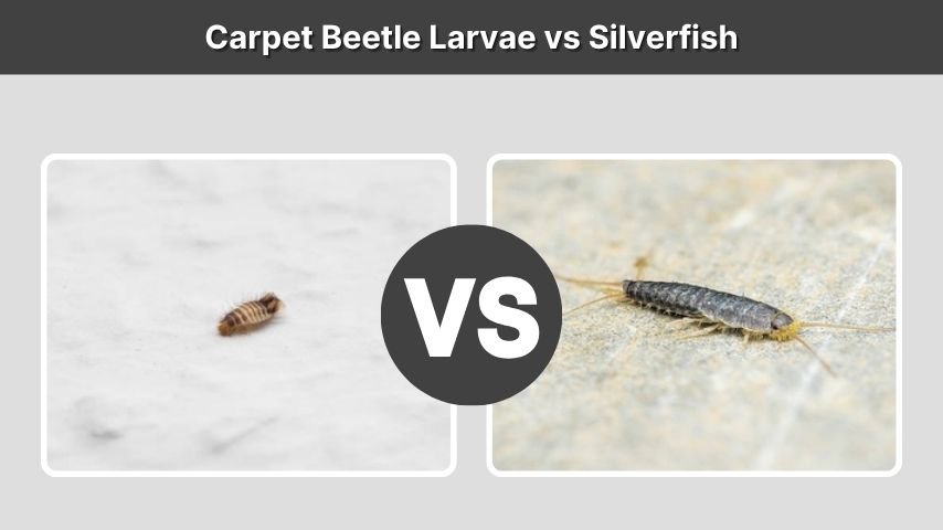 Carpet Beetle Larvae vs Silverfish