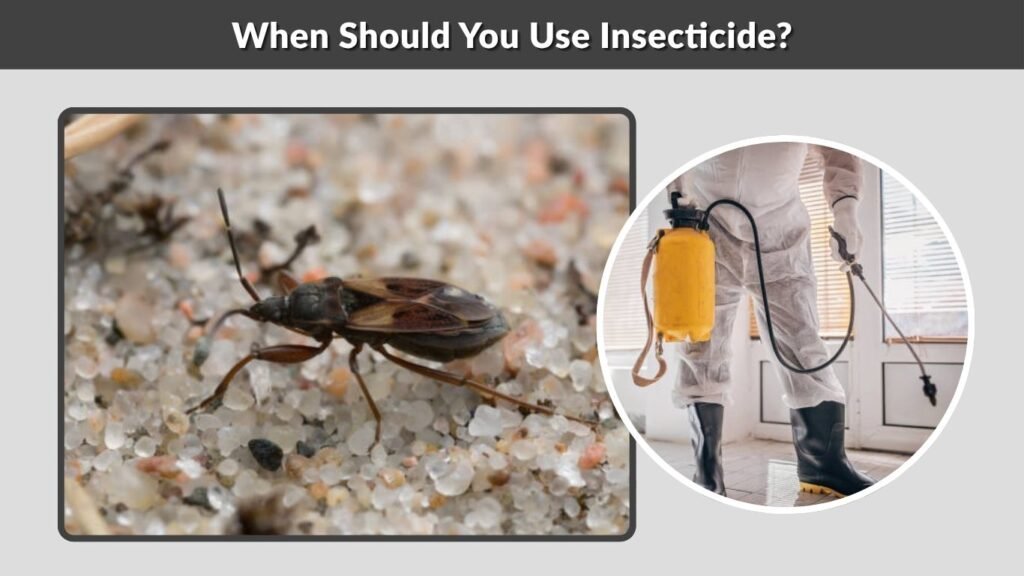 When Should You Use Insecticide?