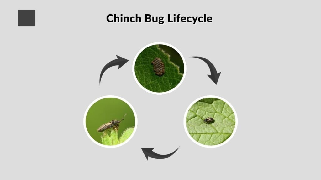 Chinch Bug Lifecycle