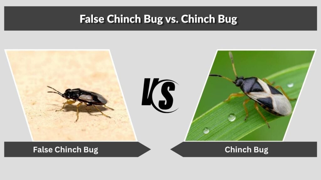 False Chinch Bug vs. Chinch Bug