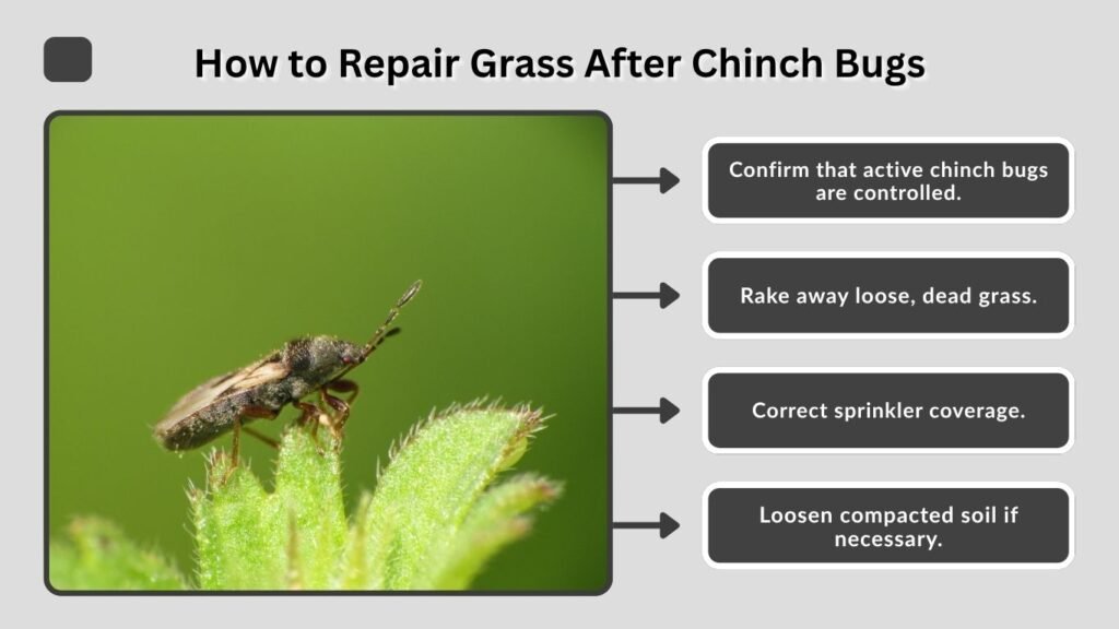 How to Repair Grass After Chinch Bugs