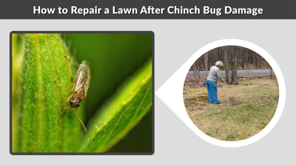 How to Repair a Lawn After Chinch Bug Damage