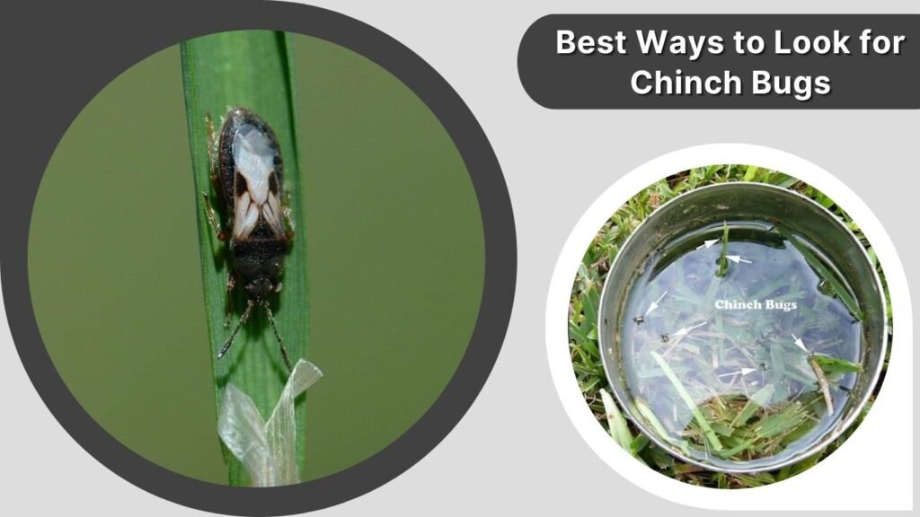 Best Ways to Look for Chinch Bugs