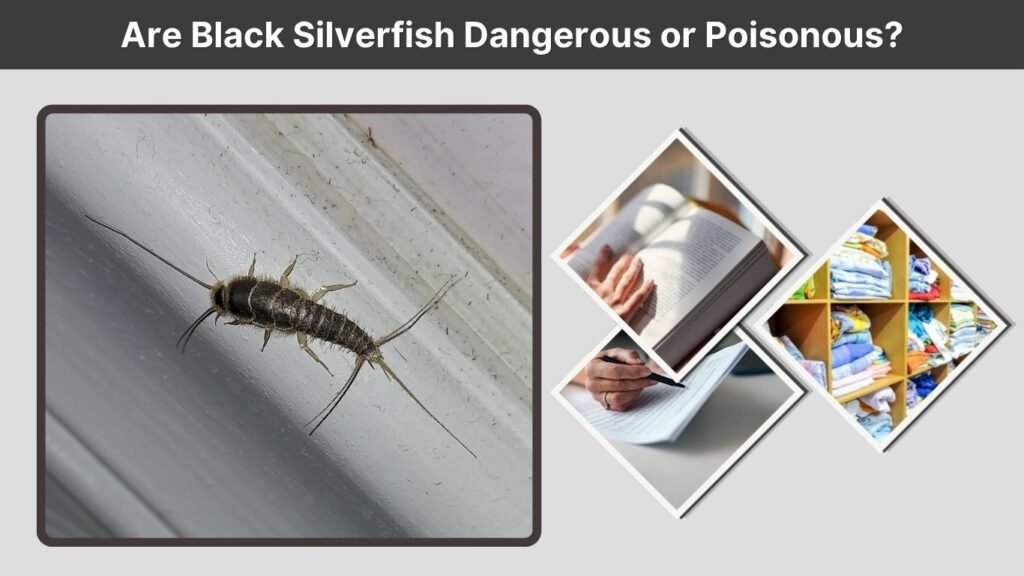 Are Black Silverfish Dangerous or Poisonous?