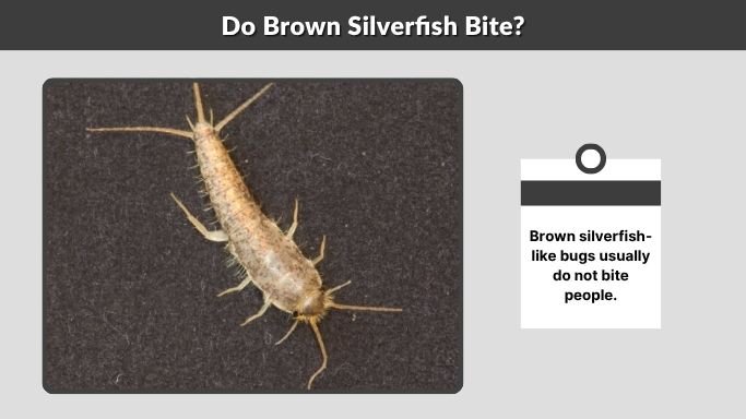 Do Brown Silverfish Bite?